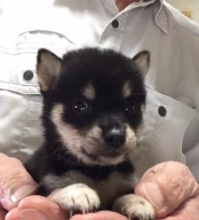 スクスク育っています!
#豆柴 #柴犬 #岩手 #花巻 #なんぶ白光荘