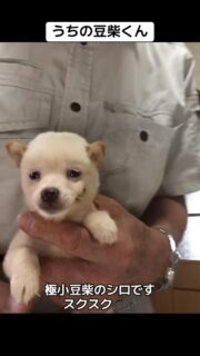 うちの極小豆柴の赤ちゃんです！
スクスク育っています！
#豆柴 #柴犬 #岩手 #花巻 #なんぶ白光荘