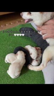 五つ子ちゃん！産まれました！
シロ🤍🤍🤍🤍クロ🖤
#豆柴 #極小豆柴 #柴犬 #子犬 #岩手 #花巻 #なんぶ白光荘